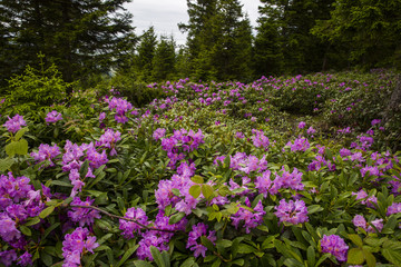The rich nature of the Black Sea