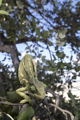 Chameleon