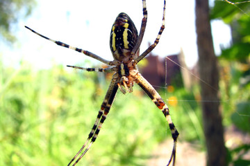 Dangerous, green spider-wasp, sitting on the web and hunts.