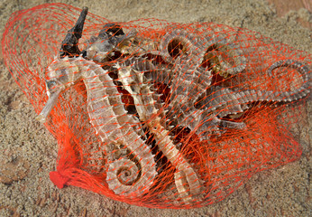body and texture of dry seahorse