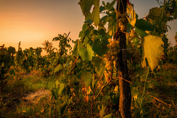 Vineyard with grapes in the morning before harvest