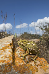 Chameleon