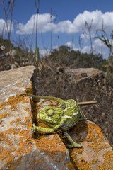 Chameleon