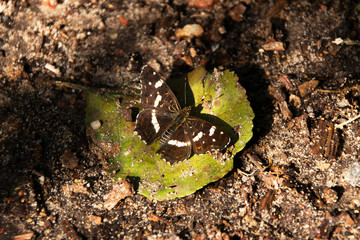 Großer Schillerfalter, Draufsicht auf Waldboden