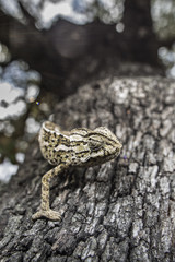 Chameleon