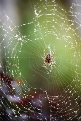 Araña en el centro de la tela