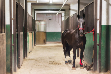 Horse in the stable