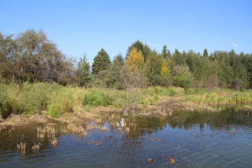 Wetlands By Astotin Lake, Elk Island National Park, Alberta