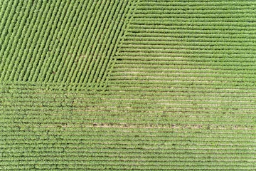 Keuken spatwand met foto soybean fields from above © MarekPhotoDesign.com