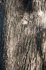 Tree bark background, old bark with sunlight in the morning.