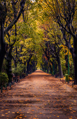 Fototapeta na wymiar Autumn scene with alley in a park on a rainy day