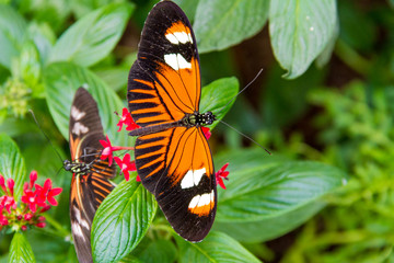 Close-up of a beautiful Postman a tropical butterfly with a warm soft-focus color background september 10, 2018