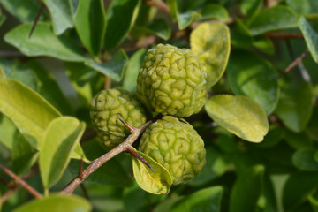 Mandarin melon berry