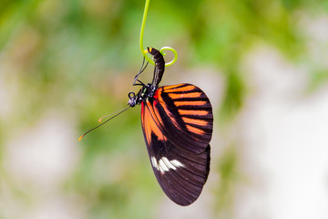 Close-up of a beautiful Postman a tropical butterfly with a warm soft-focus color background september 10, 2018
