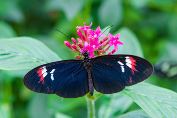 Close-up of a beautiful Postman a tropical butterfly with a warm soft-focus color background september 10, 2018