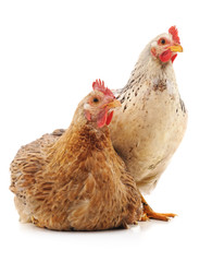 Two brown chicken.