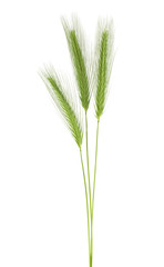 Green spikelets isolated on a white background