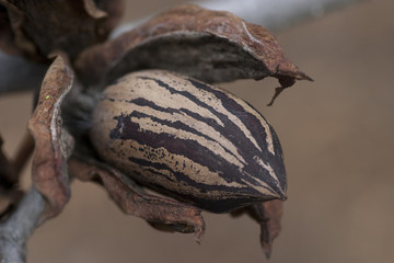 Pecan