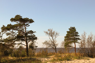 Fototapeta premium Yagry w Siewierodwińsku. Unikalny las sosnowy. wybrzeże białego morza