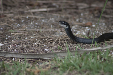 Black Snake