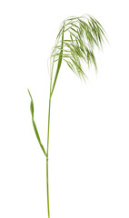 Single green spikelet on a white background