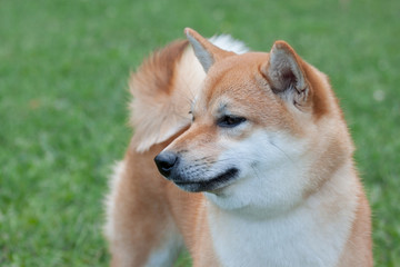 Naklejka na ściany i meble Cute red shiba inu. Japanese small size dog or japanese turf dog. Pet animals.