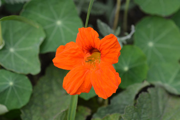 Garden nasturtium