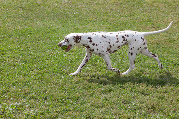Cute dalmatian puppy is carrying a small ball in his teeth. Pet animals.