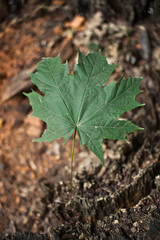 Green maple leaf on the Stump.