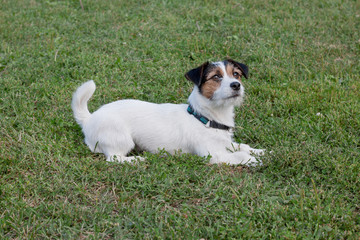 Cute jack russell terrier puppy is playing in the green grass. Pet animals.