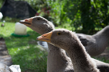 Grey geese