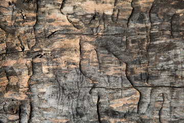 Grunge textured old tree