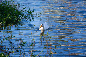 Duck in Lake