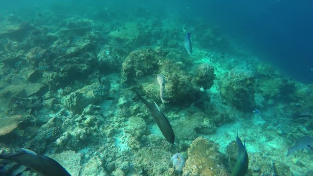 ein Hai (Weißspitzen-Riffhai) schwimmt durch ein Korallenriff