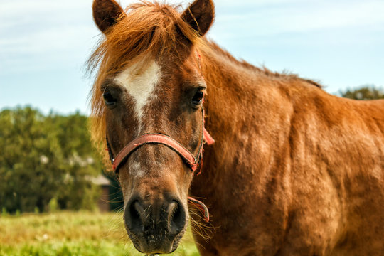 Horse in the field. A close-up of a horse that is grazing in a field.