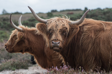 Highland cattle in the New Forest located in Hampshire UK