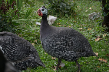 guineafowl in the green garden
