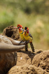 Vögel auf Horn