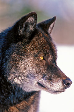 Beautiful black Wolf, portrait profile, close up