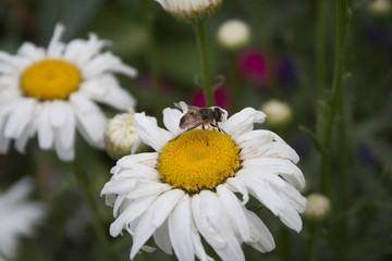 Leucanthemum