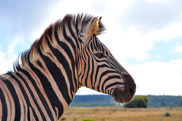 Fototapeta na wymiar Zebra Profile