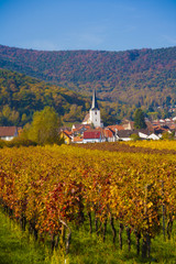 Autumn vineyard Palatinate ( Pfaizerwald )region Germany