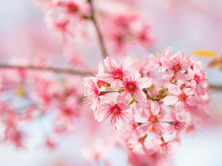 pink sakura flowers, beautiful Cherry Blossom in nature .