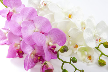 Naklejka na ściany i meble pembe ve beyaz orkide