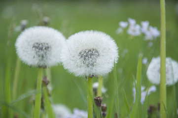 dandelion on green background