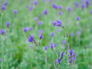 beautiful artificial flowers, decorative hand craft