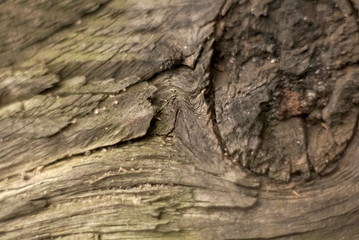 The old wood texture with natural patterns