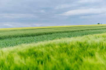 Blurry beautiful landscape, a field of green wheat in Golden Dobrudzha, fluffy white clouds in the sky, a place for advertising. Shallow depth of focus.