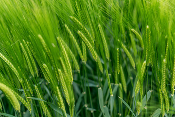 Blurry beautiful landscape, a field of green wheat in Golden Dobrudzha, fluffy white clouds in the sky, a place for advertising. Shallow depth of focus.