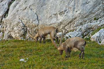 Obraz premium Wild european alpine ibex in nature environment